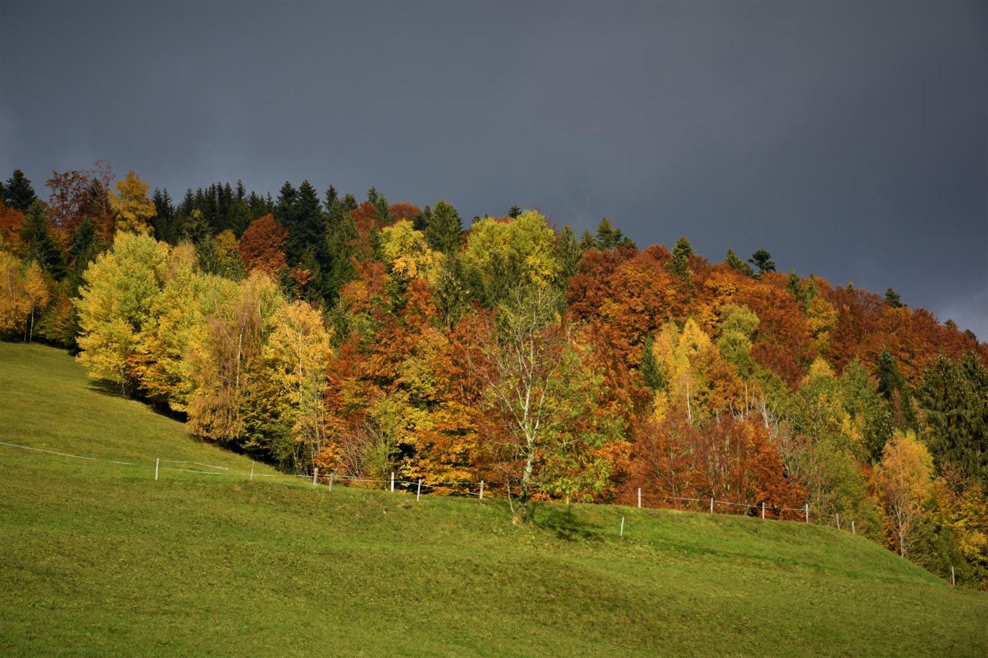 Ferienhaus Brittenberg Schwarzenberg im Bregenzerwald Eksteriør bilde